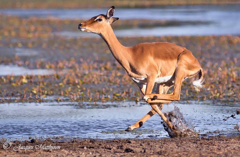 Kariega Runningimpala Jacques Matthysens Feb2015