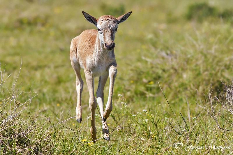 Kariega Belsbuckbaby Jacques Matthysen