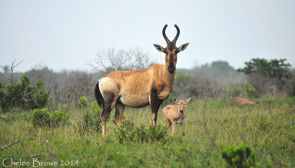 Kariega Buck Chelee Brown Nov14