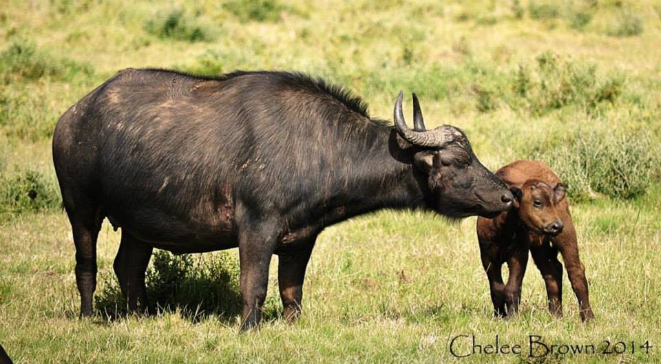 Kariega Buffalo1 Chelee Brown Dec14