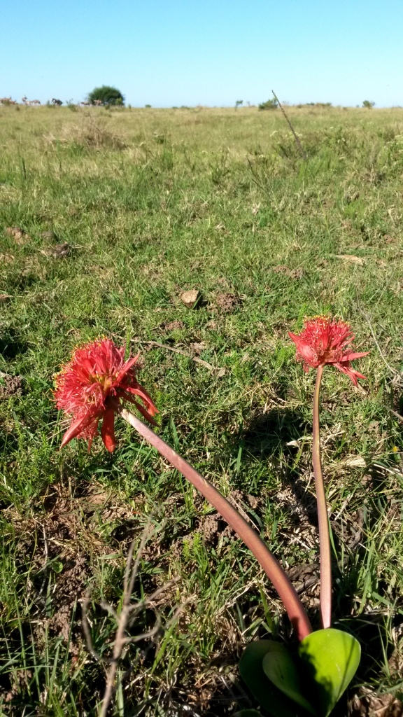 Paintbrush Lily.