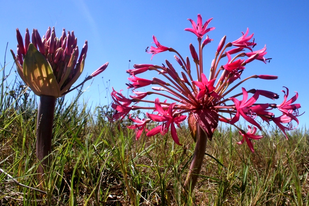 Candelabra Lily