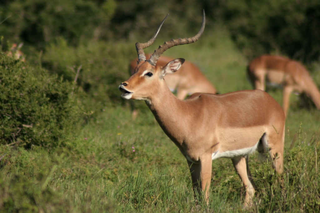 Impala Ram Rutting Season
