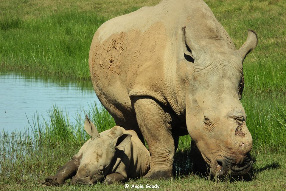 5 month old Thembi having a mud bath at Kariega