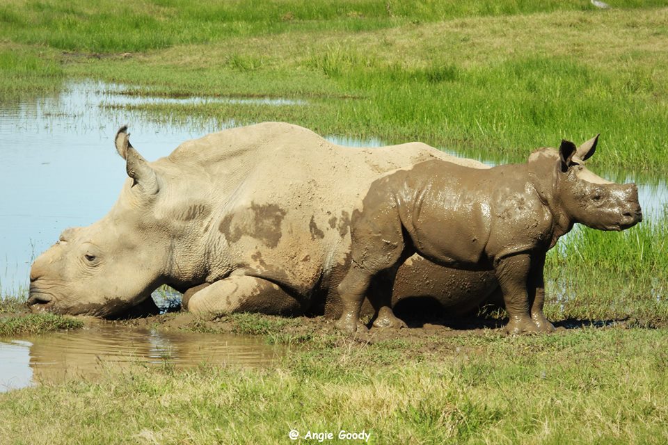 5 month old Thembi having a mud bath at Kariega