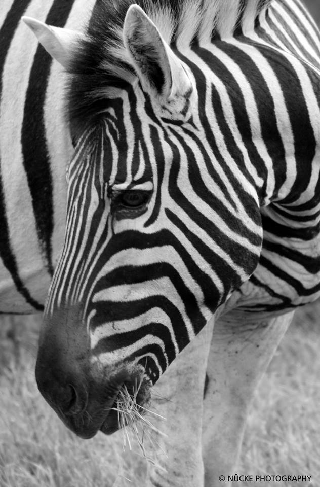 Kariega Zebra Susanne Nucke April2015