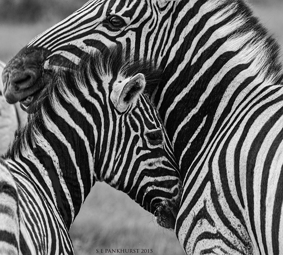 Three zebra by Sharon Pankhurst
