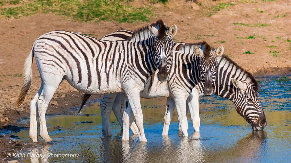 Kariega Zebra1 Keith Carney Oct