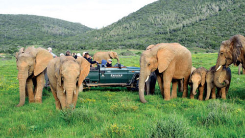 kariega-game-reserve-elephant-herd-480.jpg