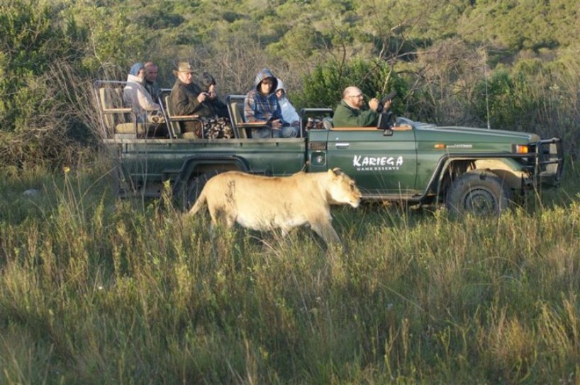 kariega-lodge-game-drive-lion.jpg