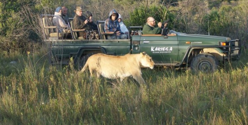 kariega-lodge-game-drive-lion.jpg
