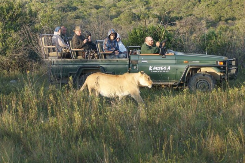 Kariega Lodge Game Drive Lion