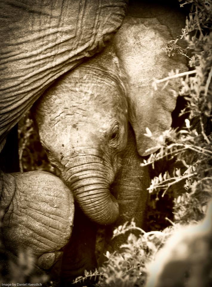 Kariega elephant calf June 2015