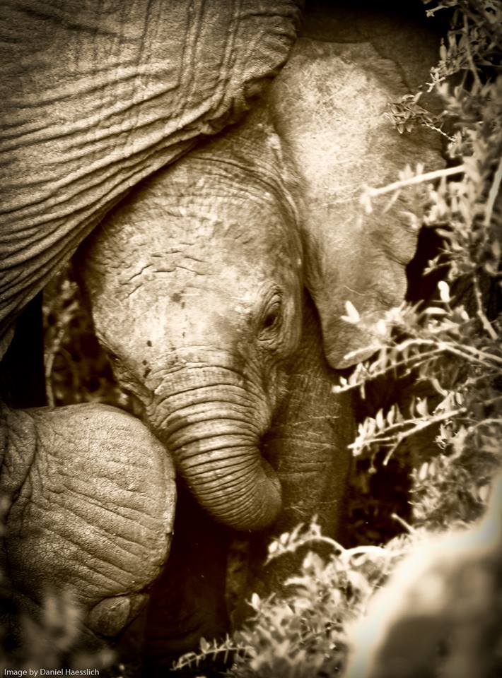 Kariega Elephantcalf1 Daniel Haesslich June2015