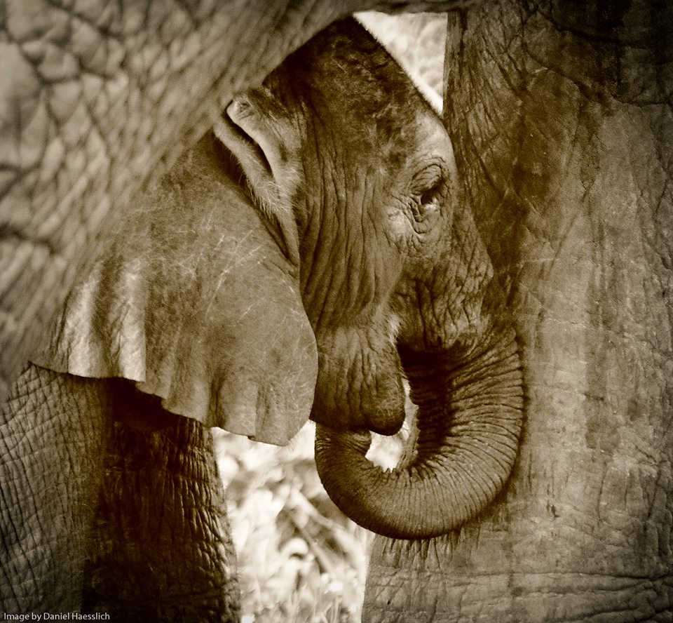 Kariega elephant calf June 2015