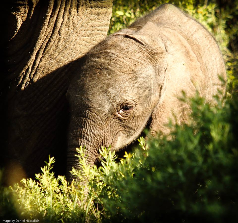 Kariega elephant calf June 2015
