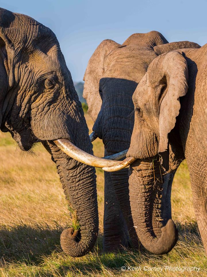 Three elephants in a group by Keith Carney