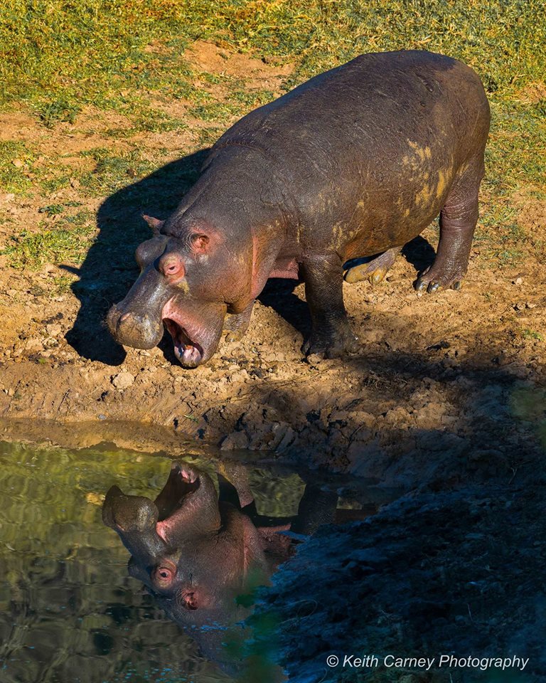 Hippo reflection in water by Keith Carney