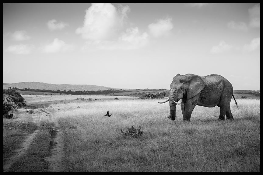 Elephant bull in long grass - Thomas