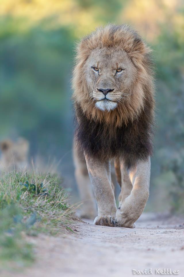 Kariega Lion by David Kettles