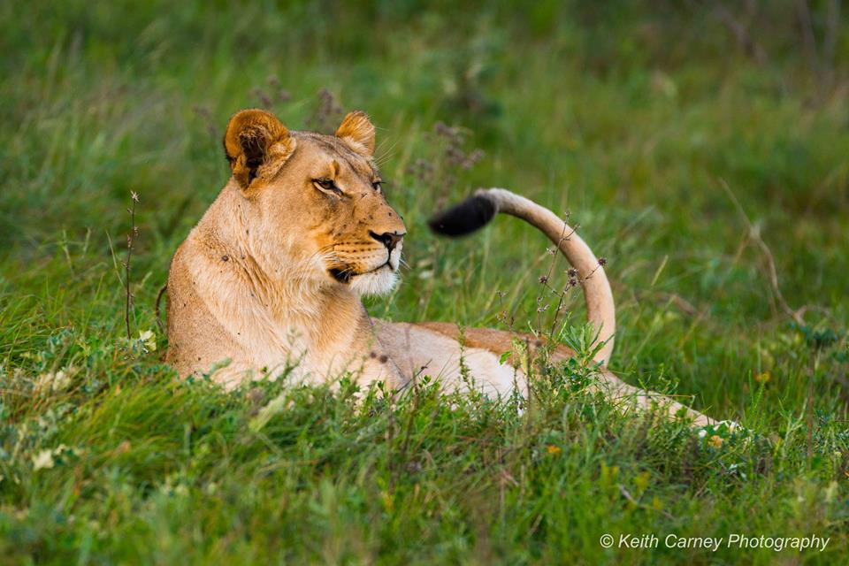 Female lion by Keith Carney