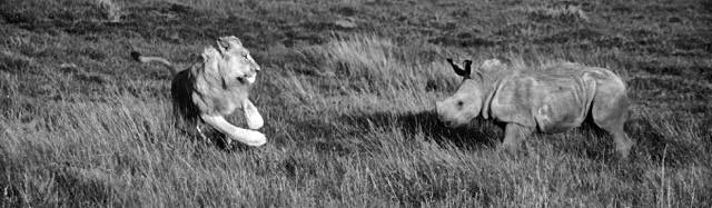 Lion and young rhino by Karen Hastings