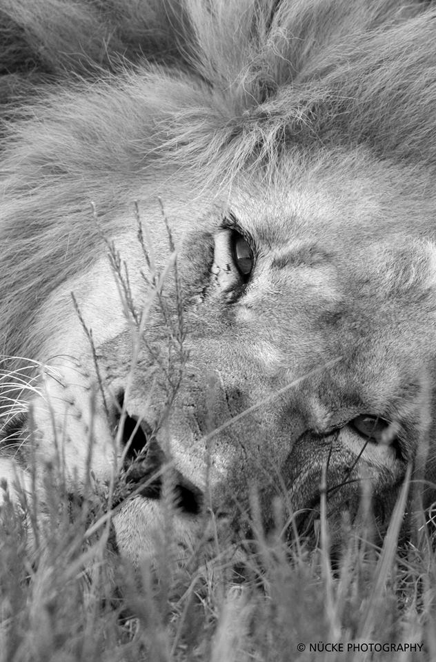 Audience favourite in 2015 photo competition: lion by Susanne Nucke April 2015