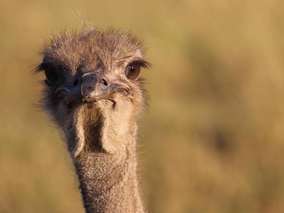 Ostrich by Anna Landstrom