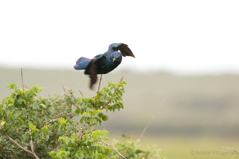 Cape Glossy Starling by Robin Fitzgerald