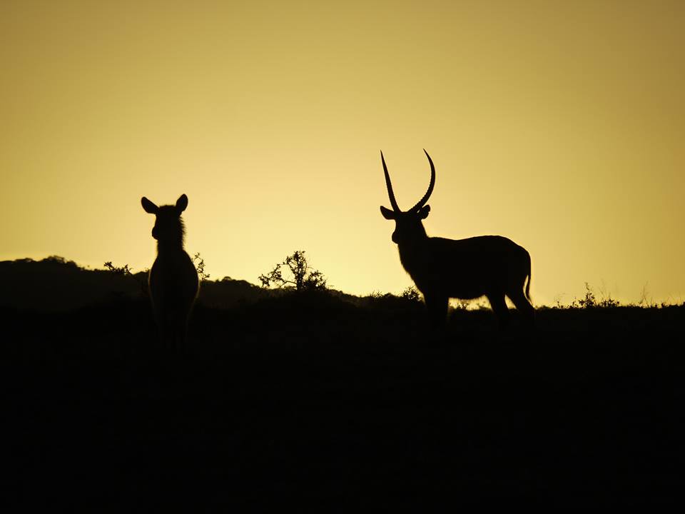 Kariega Sunsetsilohette Cheryl Tisdale September