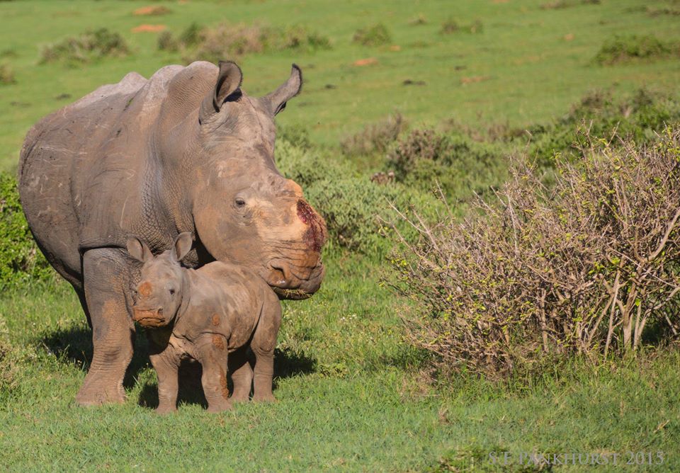 Rhino Thandi and Thembi by Sharon Pankhurst