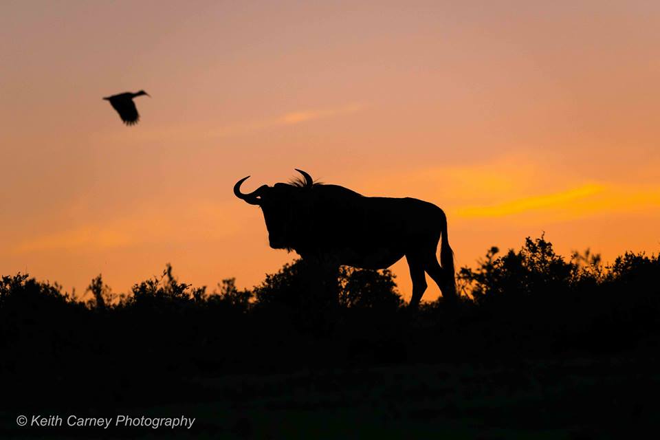 Kariega Wildebeest Keith Carney Oct