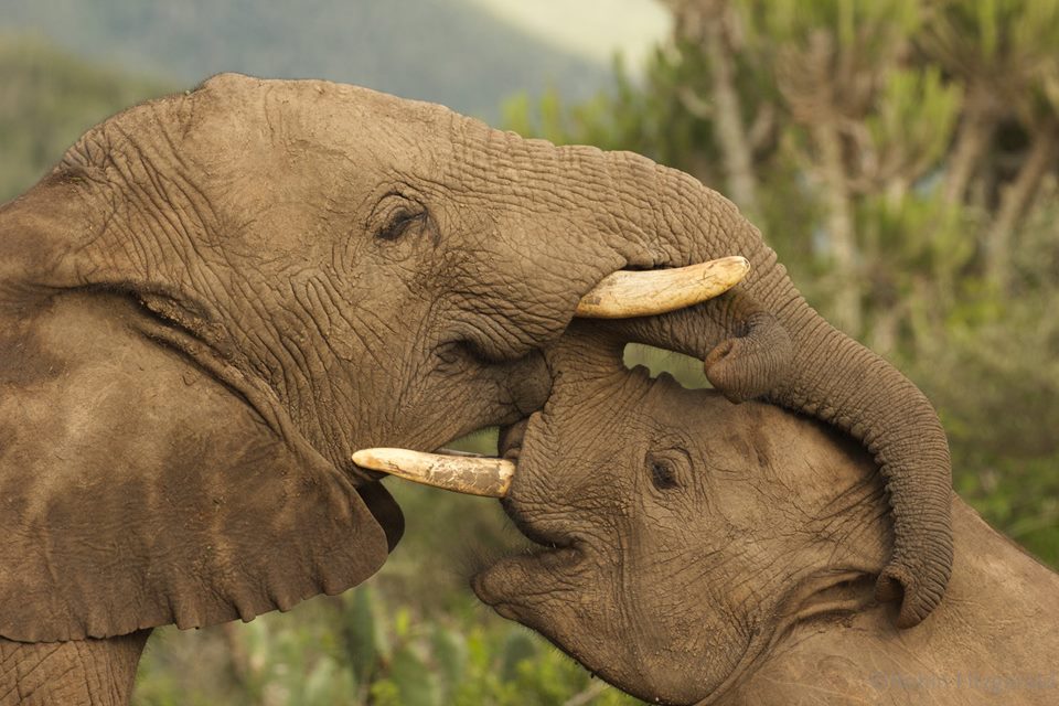 Two elephants by Robin Fitzgerald