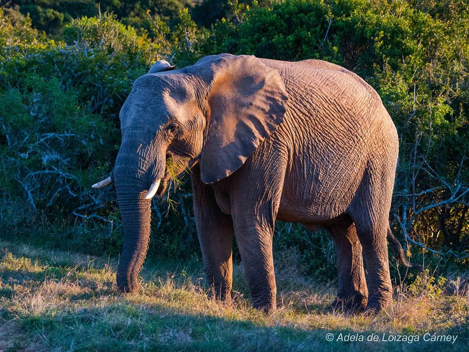Kareiga Elephant Adela De Loizaga Carney Jan2015