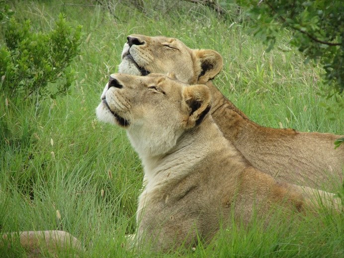 Kariega Lion Amber Waggoner Dec2014