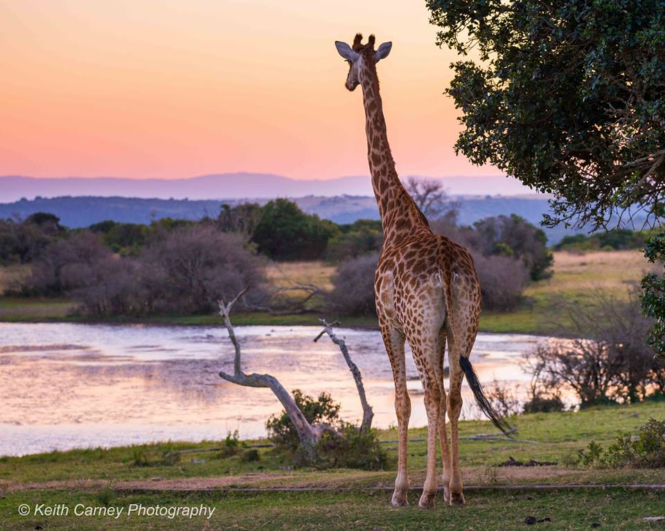 Kariega Giraffe2 Keith Carney Nov14