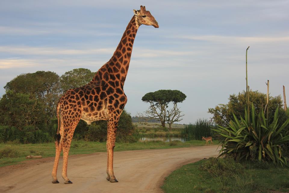 Kariega Giraffe Lene Risten Feb2015