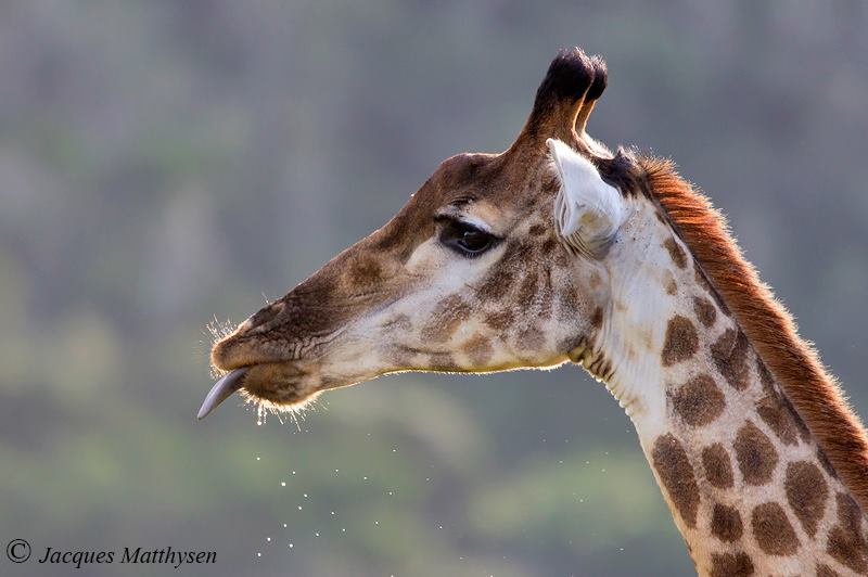 giraffe at kariega by jacques matthysen