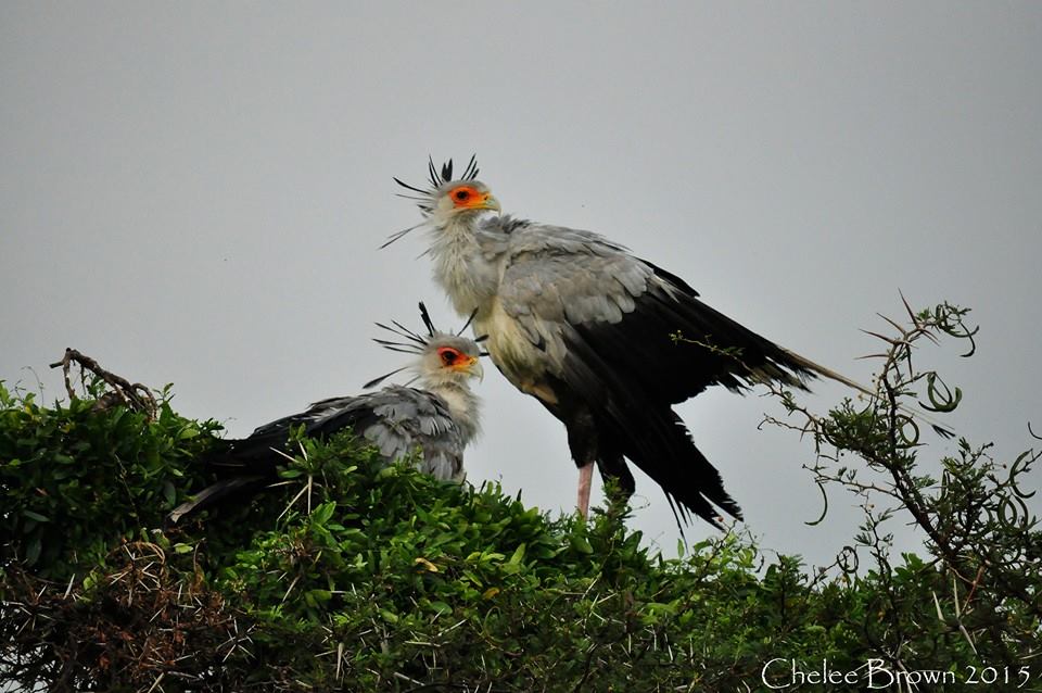 secretary bird at kariega by chelee brown feb 2015