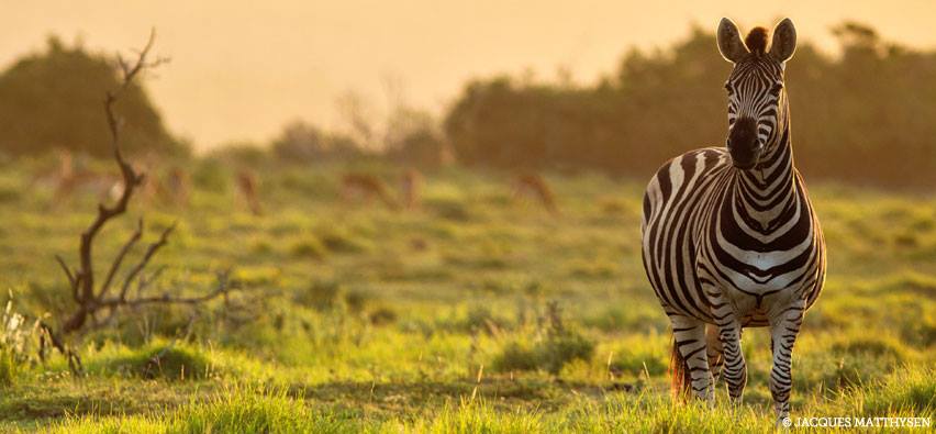 zebra at kariega by jacques matthysen july 2015