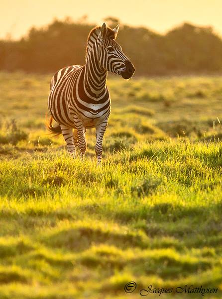 zebra at kariega by jacques matthysen july 2015