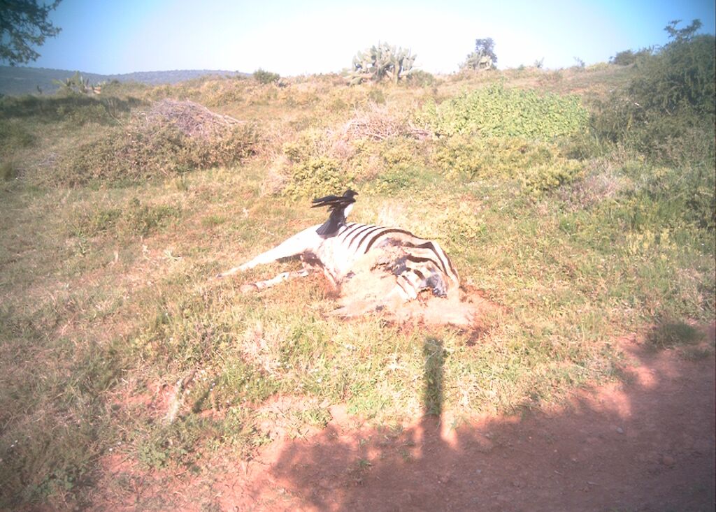 zebra carcass at kariega august 2015