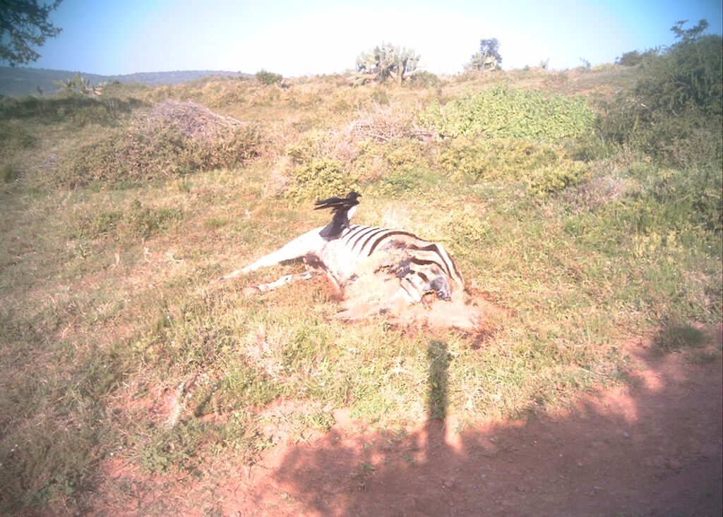 zebra carcass at kariega august 2015