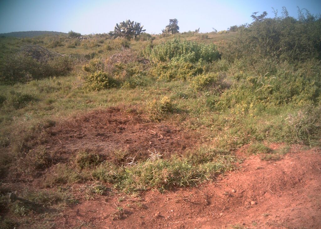 zebra carcass after 3 days at kariega august 2015