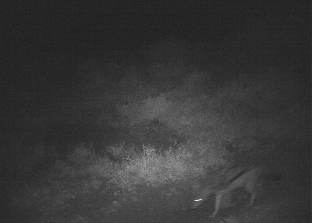 black backed jackal at zebra carcass