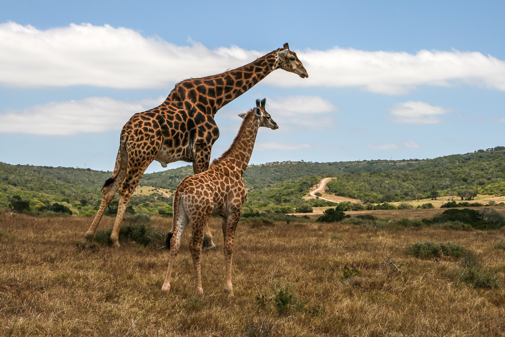 giraffe at kariega taken by stephen tattersall