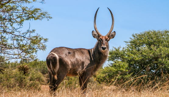 stephentattersall-waterbuck.jpeg