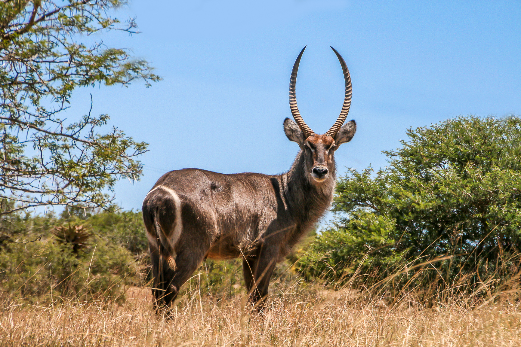 waterbuck at kariega taken by stephen tattersall