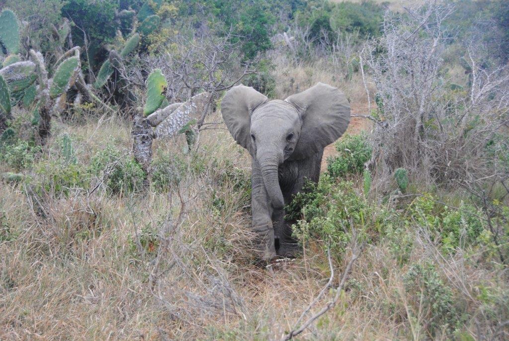 elephant photographed by ann lewinsky at settlers drift 2015