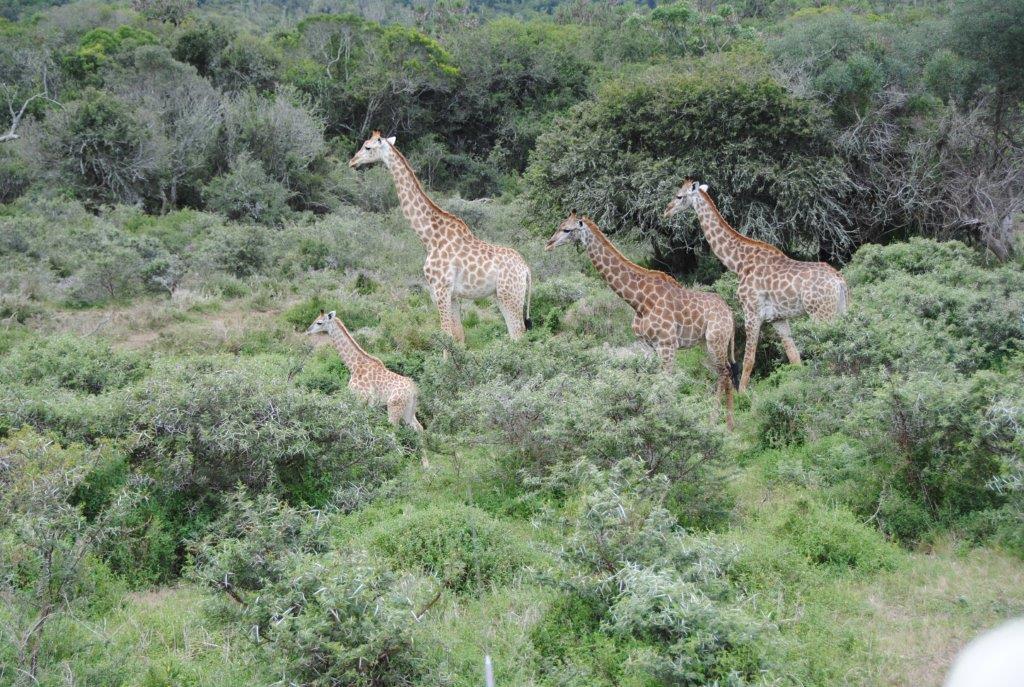 Giraffe at Kariega